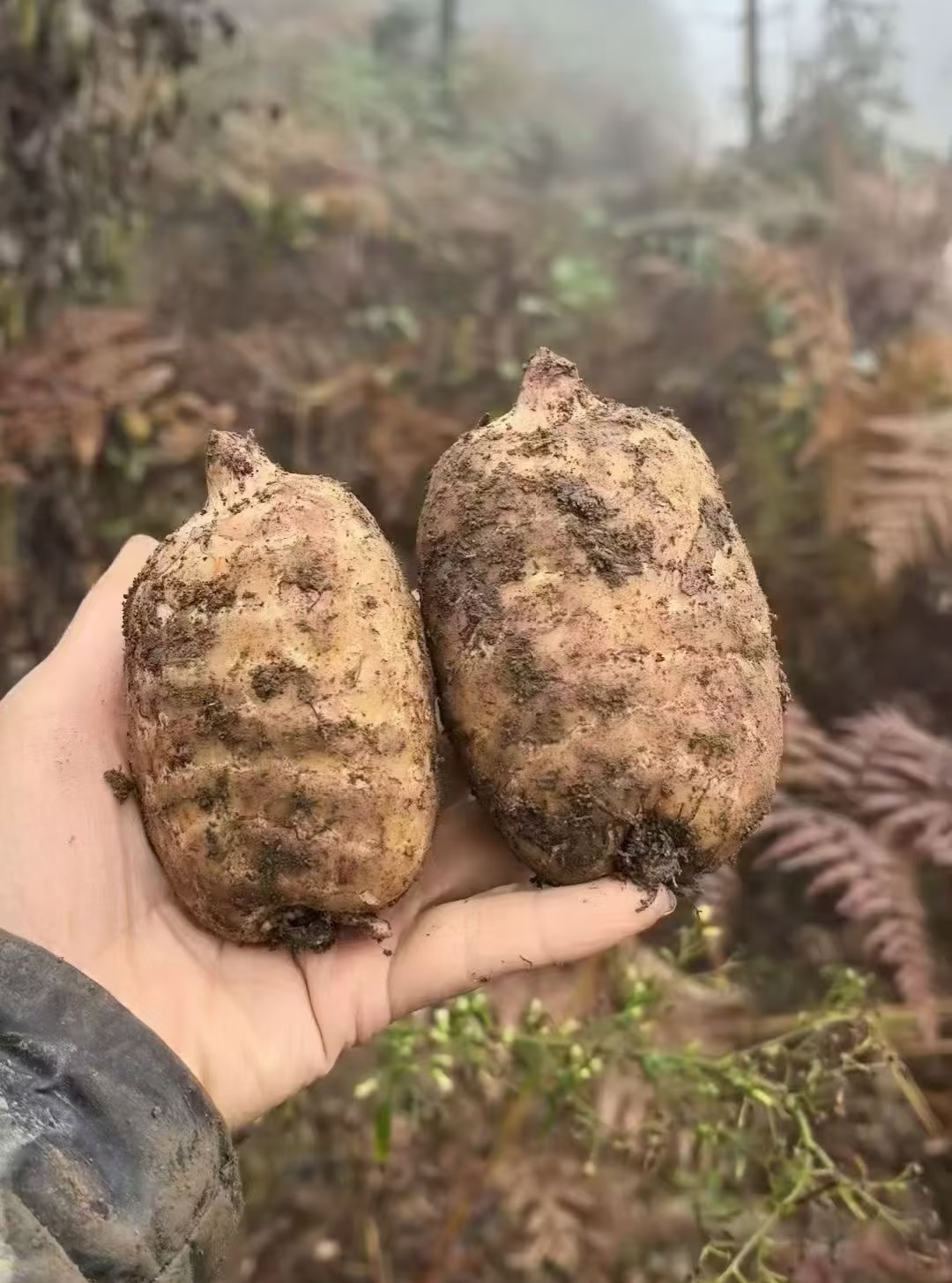 董先生品牌货源云南昭通小草坝天麻源头直供