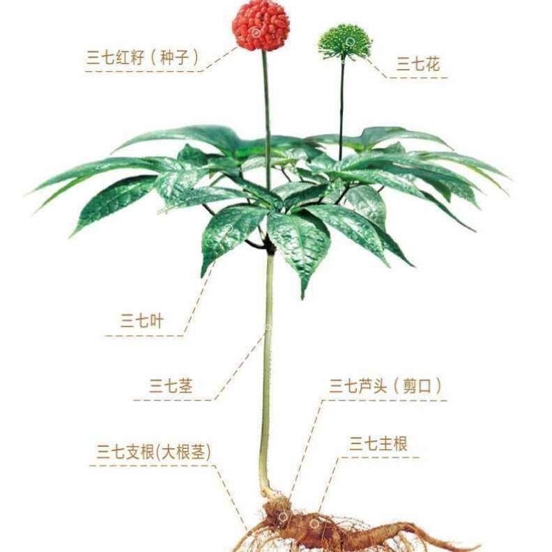 赵先生