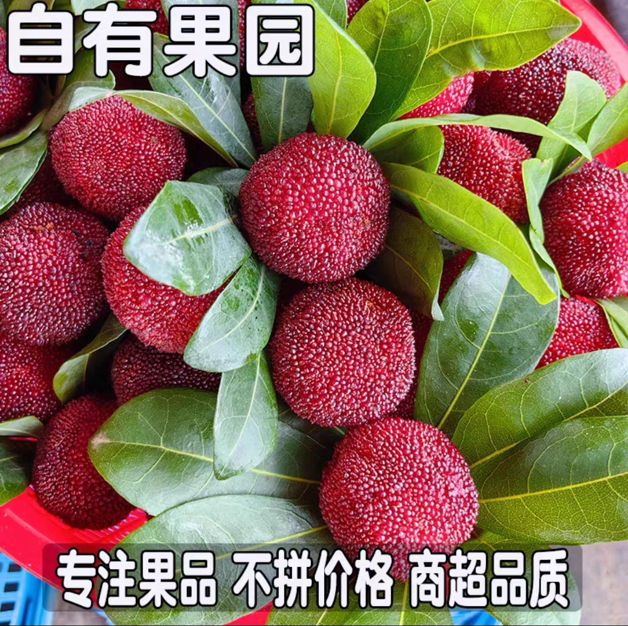 郑迪超仙居东魁杨梅诚招代理