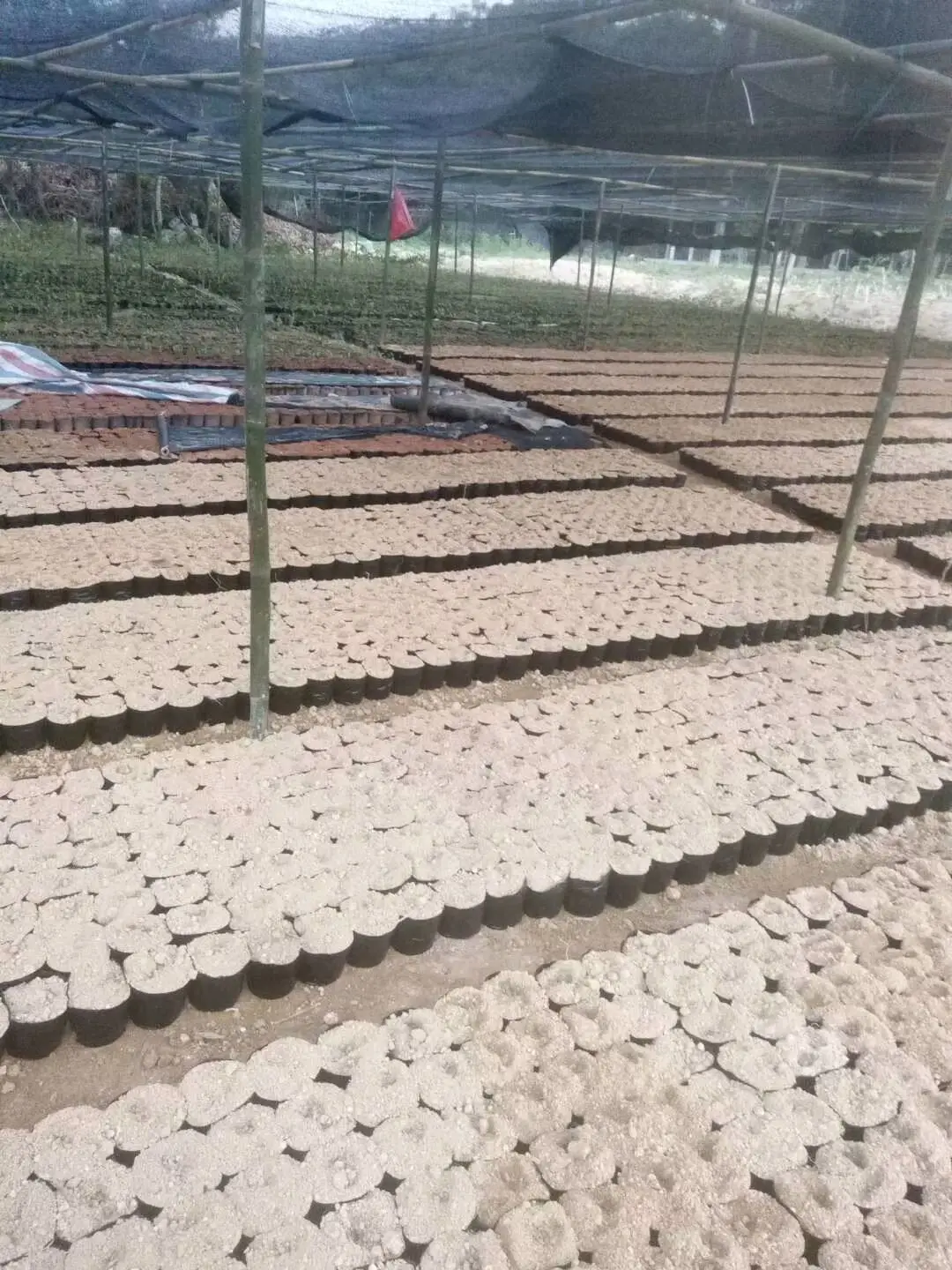 肖雨菲提供沉香苗,寻找具有**和投资意义的大老板合作