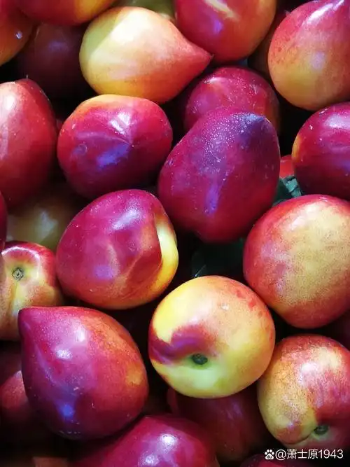 李先生品牌货源各种品种油桃，千斤起发，代发，找市场