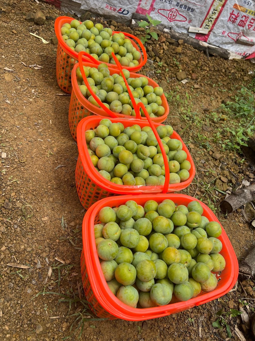 蒙兴洪贵州六马镇宁蜂糖李