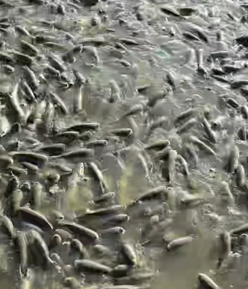 黎小辉品牌货源大型基地提供吊水 瘦身 皖鱼，寻找有能力的合作流通商，批发商