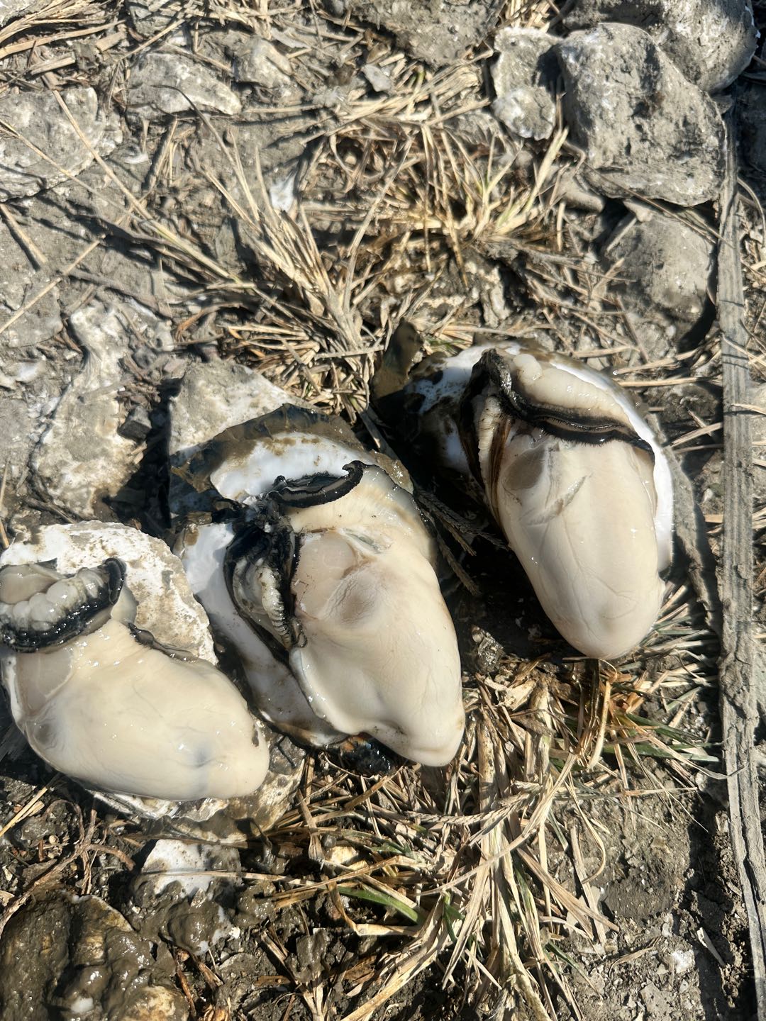 罗金权0成本副业，“晨洲生蚝”官方社群合伙人招募！在家转发，接单就赚佣金！