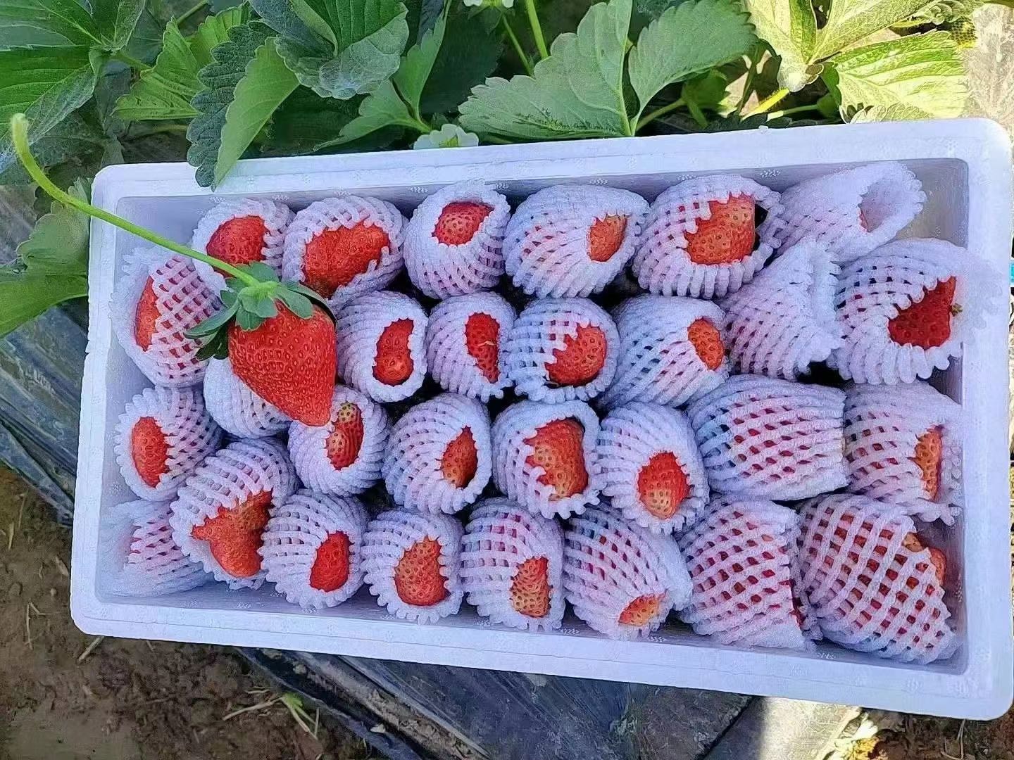 阿苦尔只品牌货源