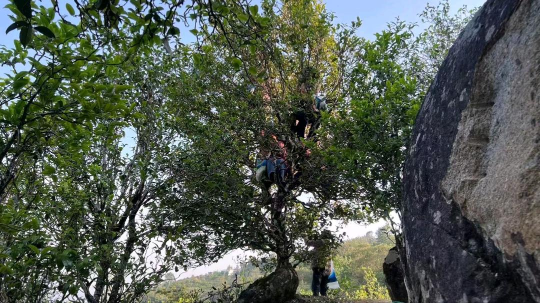 罗重飞云南低高端古树茶，土蜂蜜，火腿腊肉