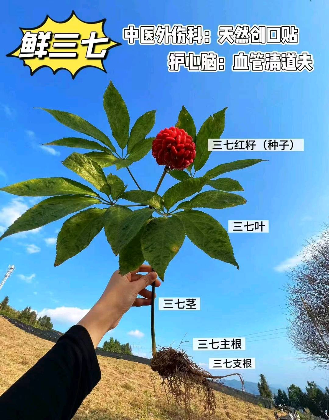 丁孝武三七品牌方提供溯源直播，寻求5名一件代发分销员合作