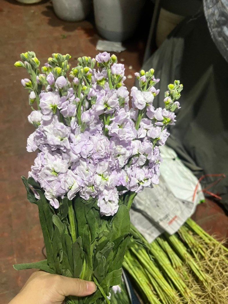 张先生品牌货源