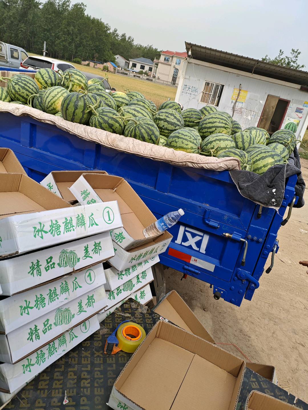 闫稳当品牌货源美都，711，每天现摘大量西瓜到货了