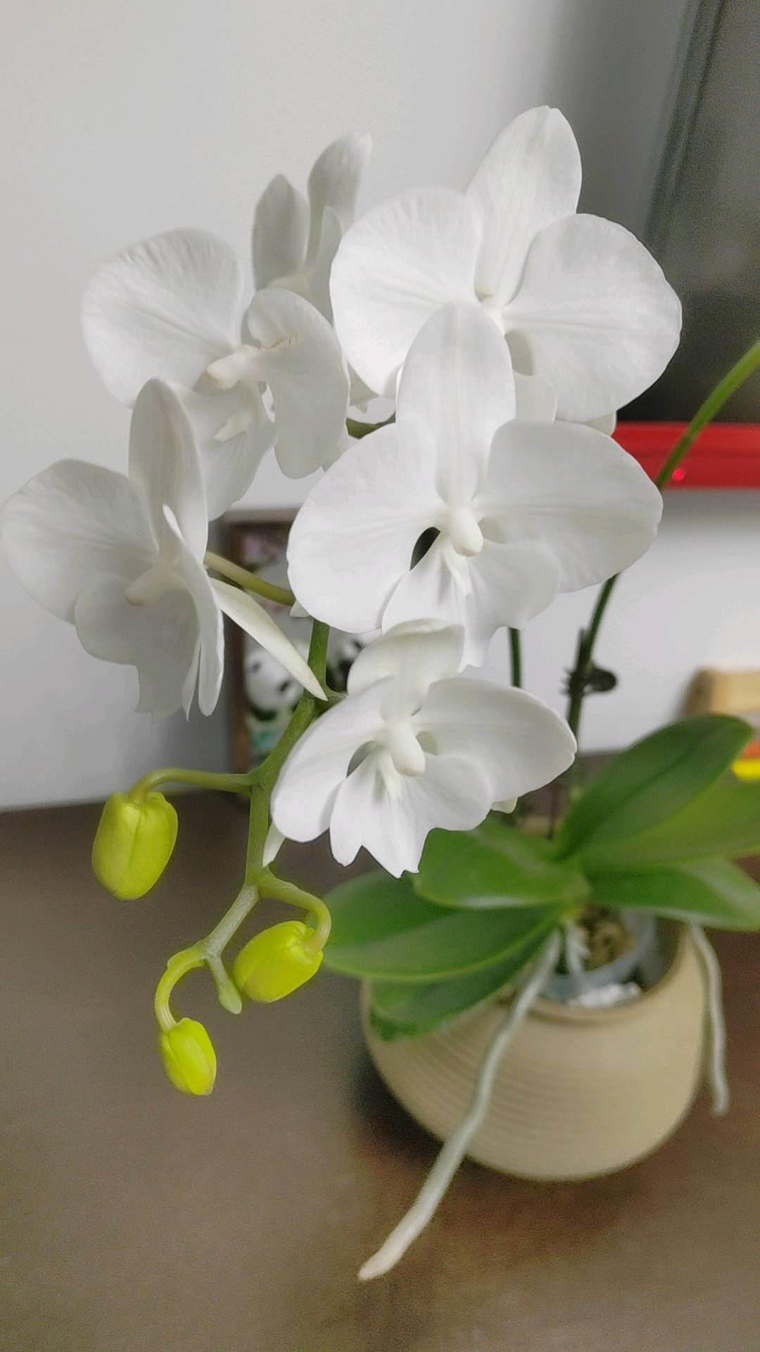 杨先生地推项目抖音本地生活运营 诚接商家/寻找地推团队