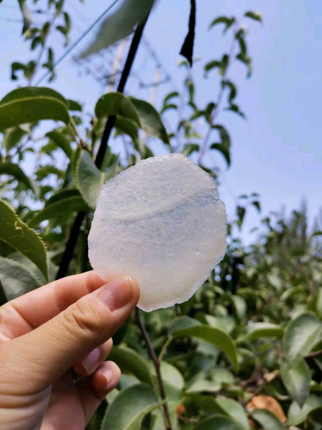 鞠先生地推项目秋月梨水果中的爱马仕