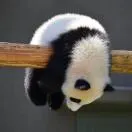 郭文哲