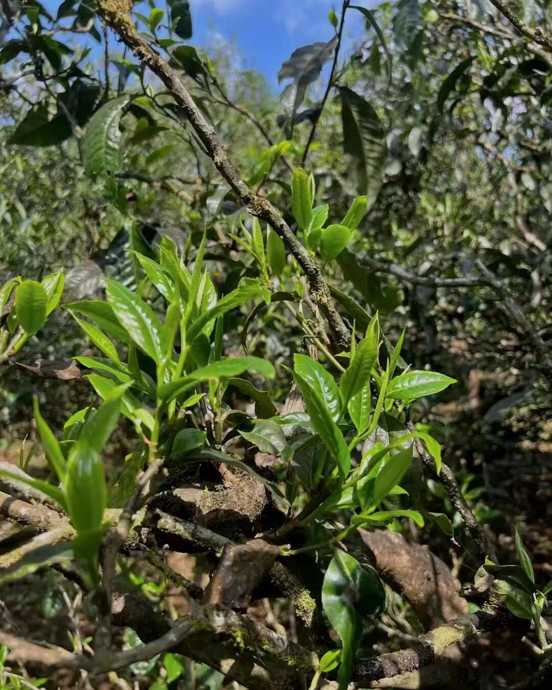 白先生品牌货源云南易武普洱茶，邀您共享百年茶文化的机遇！本人自家一手都是茶农不会运营