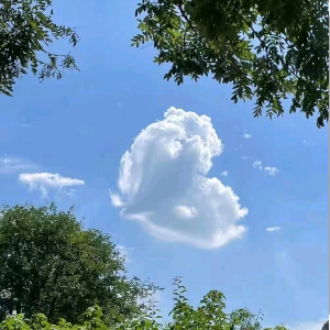 张先生