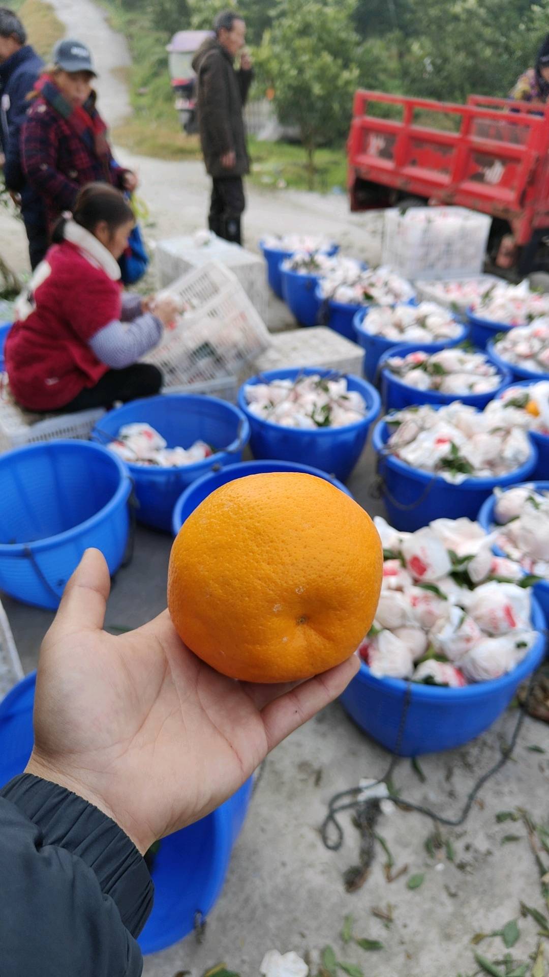 张波品牌货源四川爱媛果冻橙 耙耙柑源产地供货