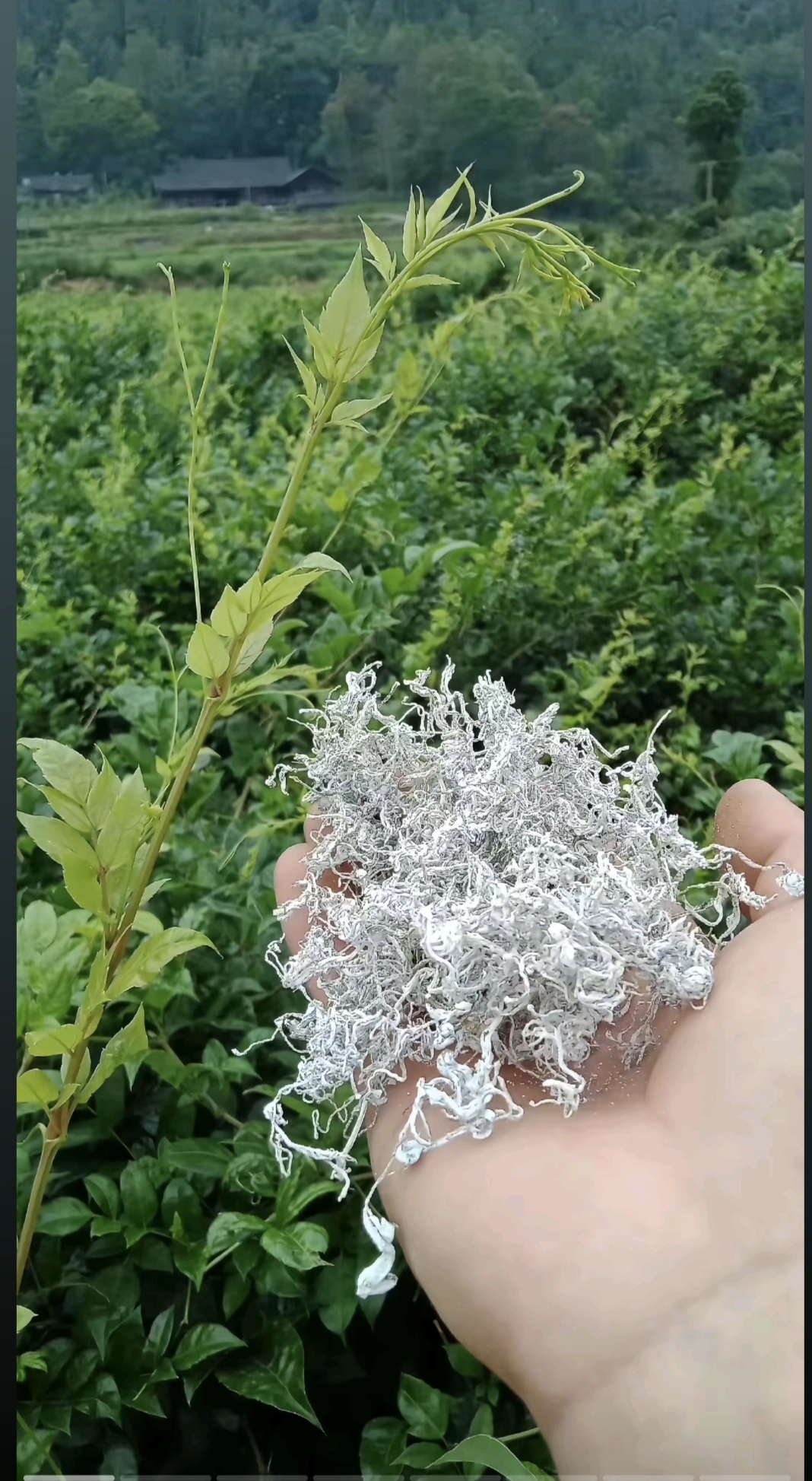 石先生品牌货源神秘湘西莓茶，多地没有经销商，专注莓茶供应链，想挣钱的来！