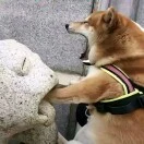 许鑫玉