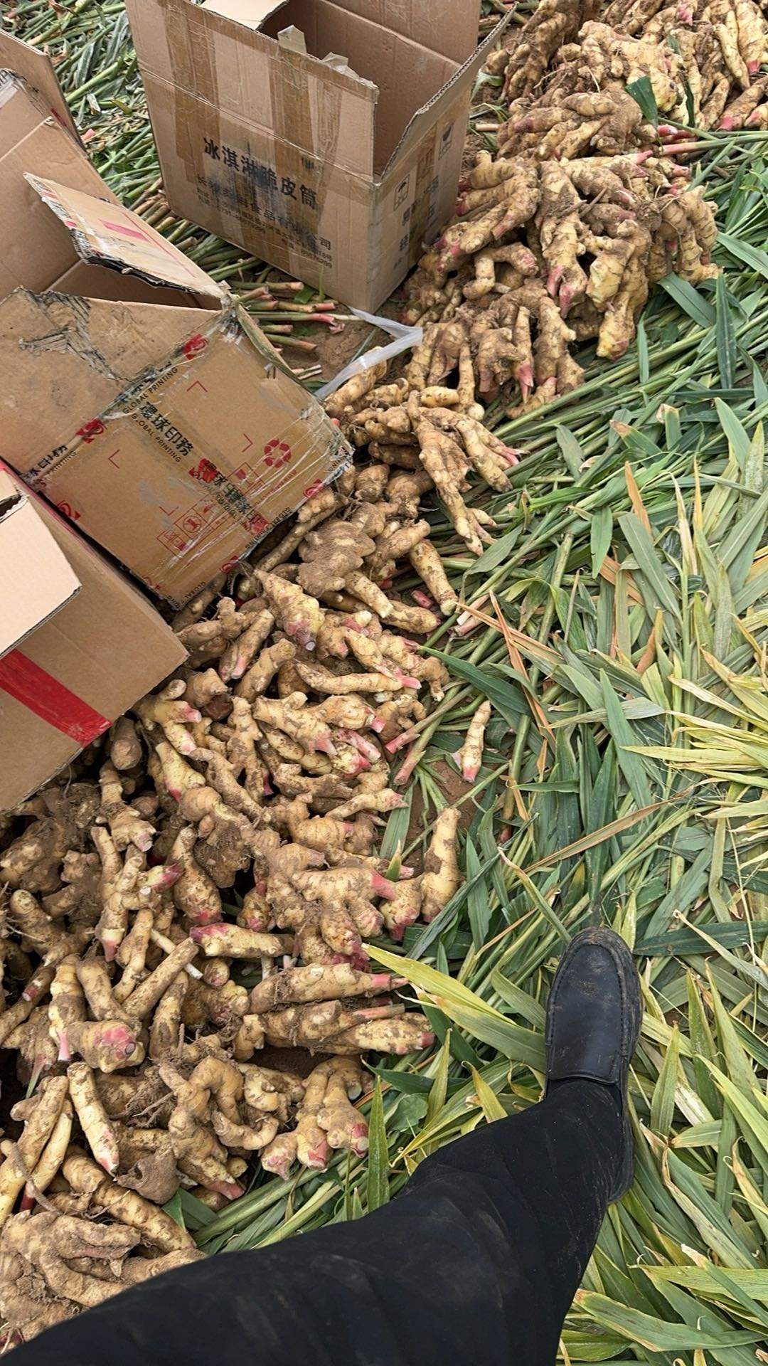 孟为伯品牌货源大量出售生姜 有需要的老板联系 一手资源