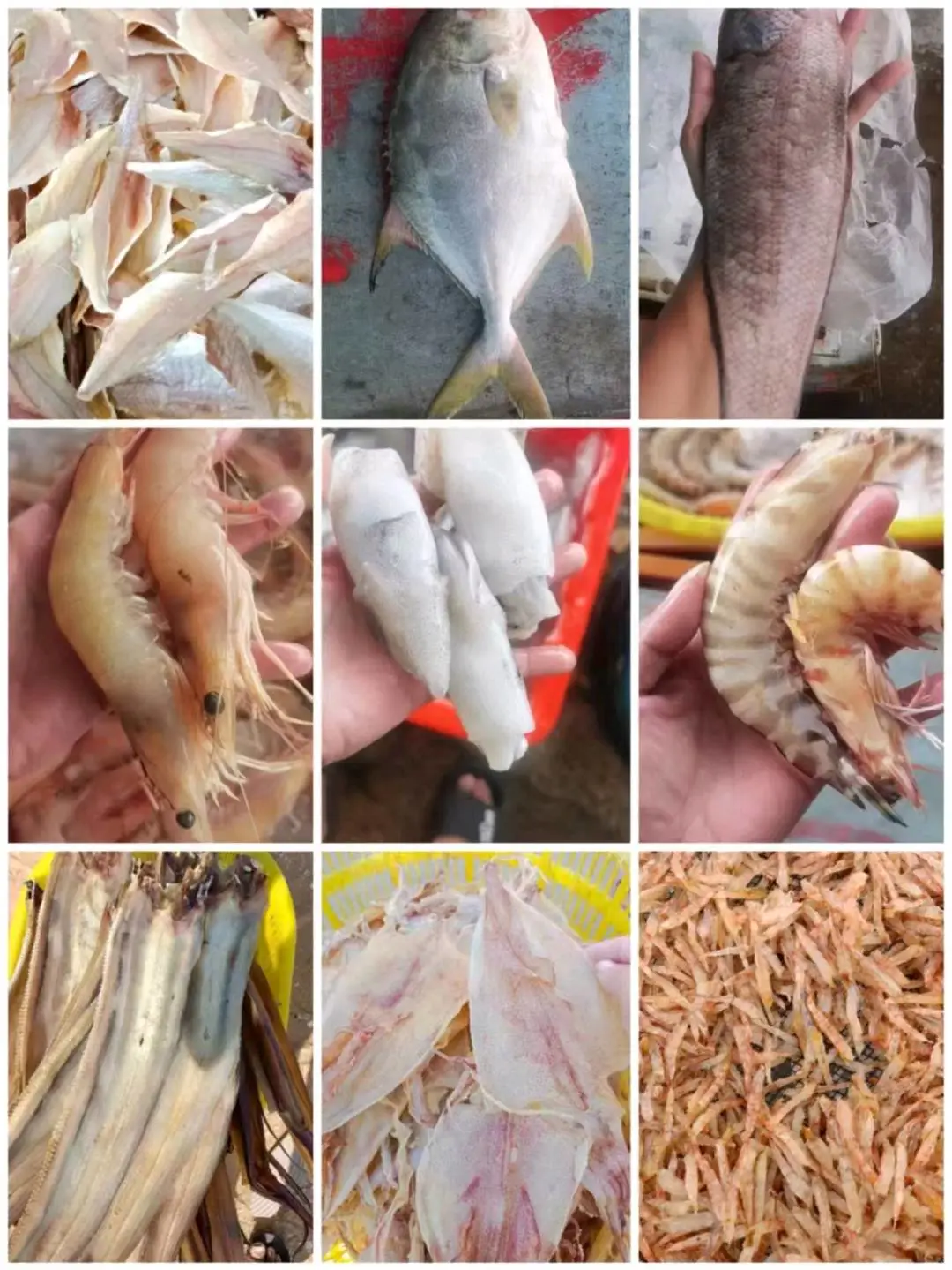 陈海平品牌货源海南自家渔船,各种海鲜