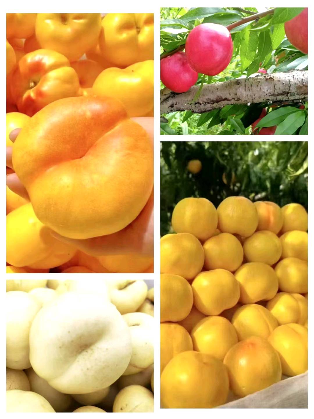 景寓铜品牌货源北京平谷大桃批发