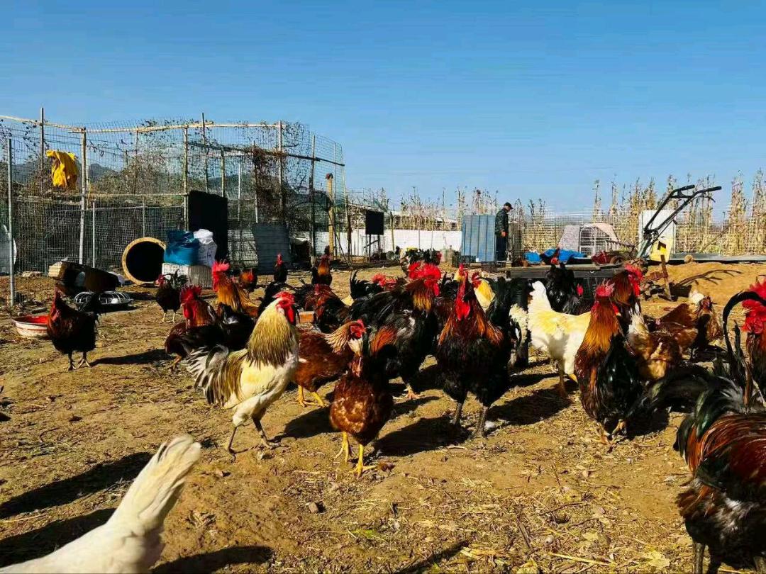 杨旭大学生帮村里卖“土鸡，土鸭，大鹅等各类家禽，不是吃饲料的那种，假一赔十