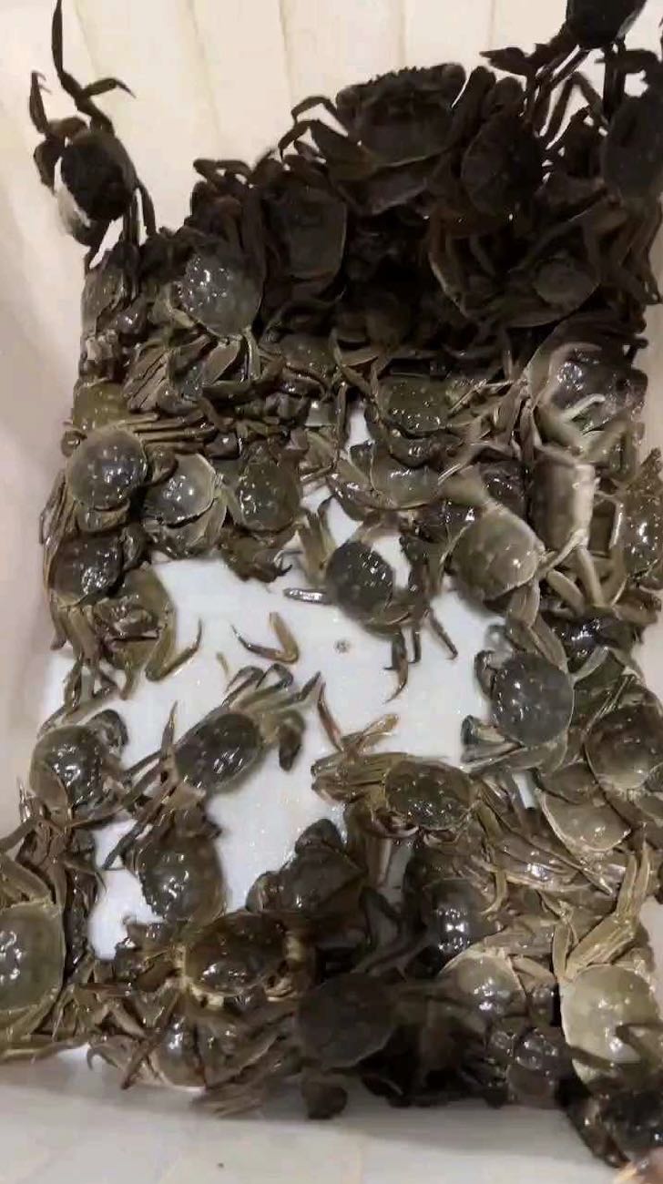罗先生品牌货源提供阳澄湖大闸蟹货源 送礼蟹卡