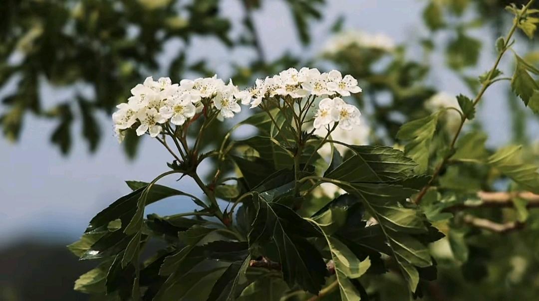 高女士其他供需
