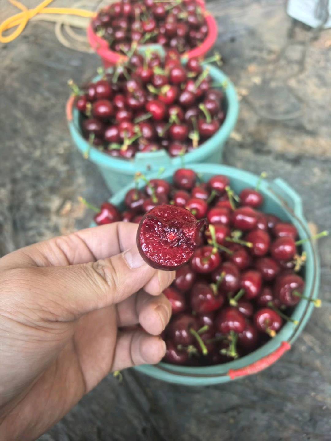 李珍品牌货源樱桃，团购 一件代发