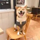 杨振弘
