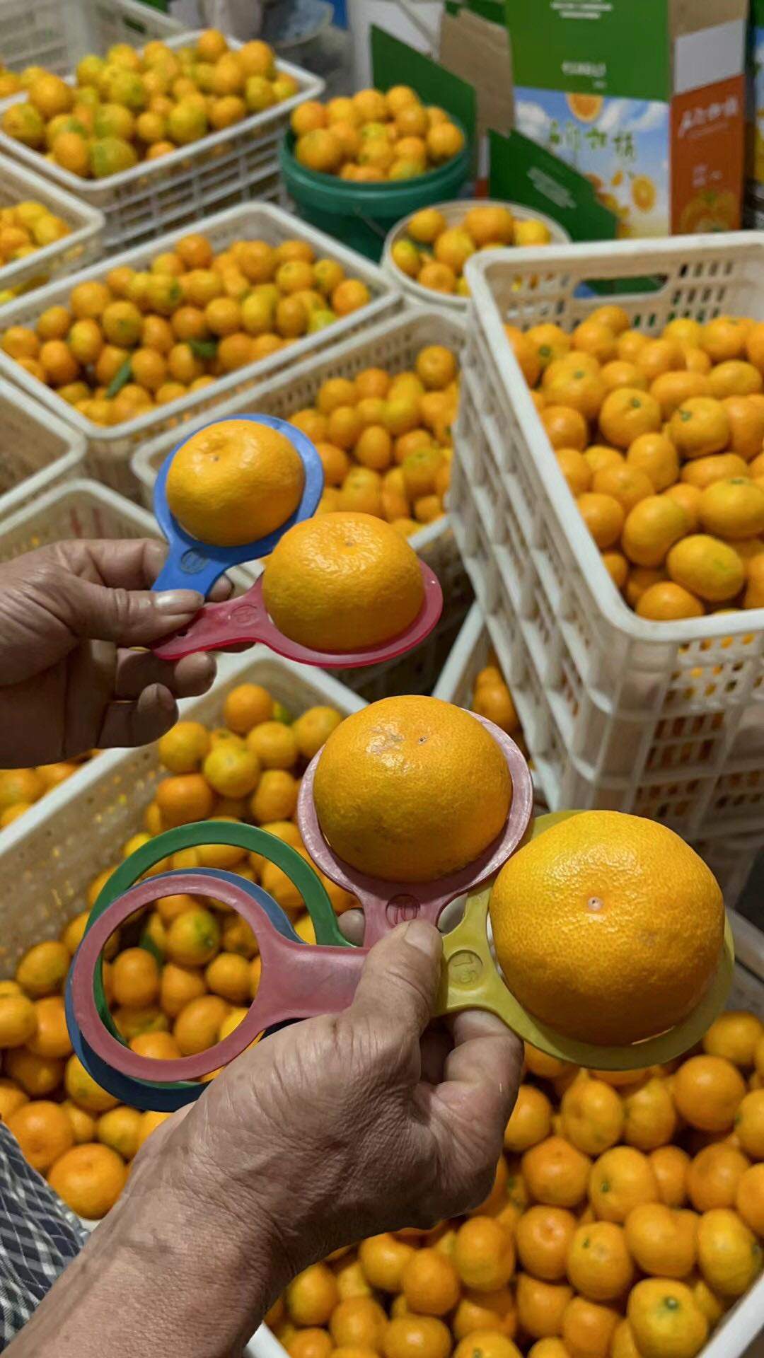 孙珊品牌货源寻找水果代卖