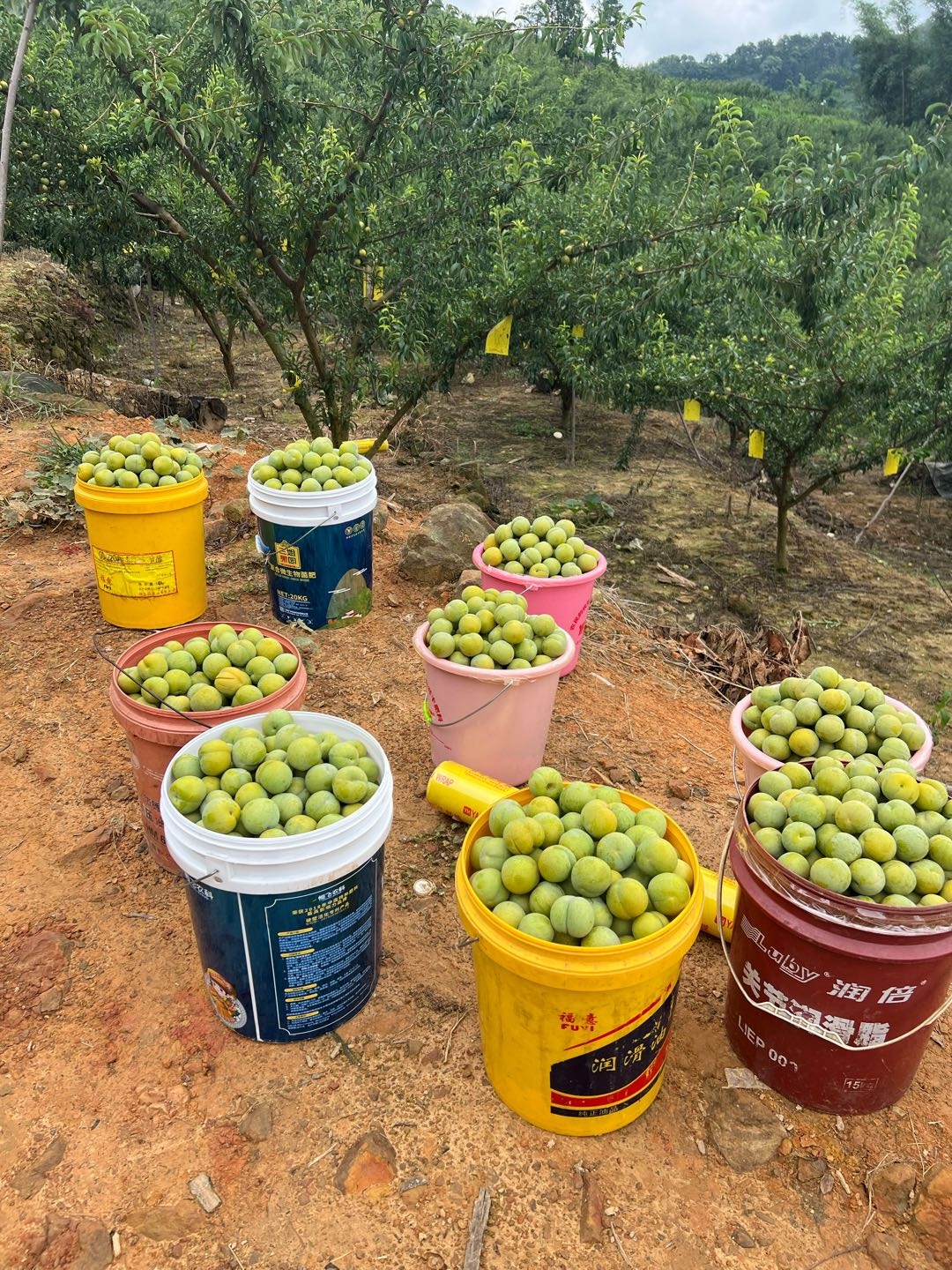 蒙兴洪品牌货源