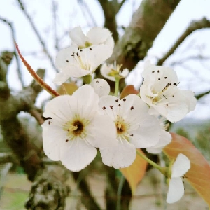 郑炳锐