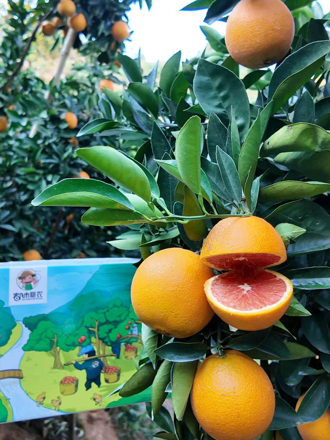 叶海龙冬日爆款 赣南脐橙
