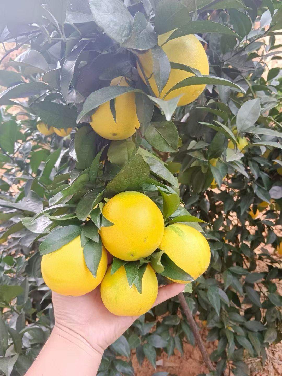 廖世桂找合伙人携手黄金果，共赢财富路，诚征赣南脐橙实力代理商