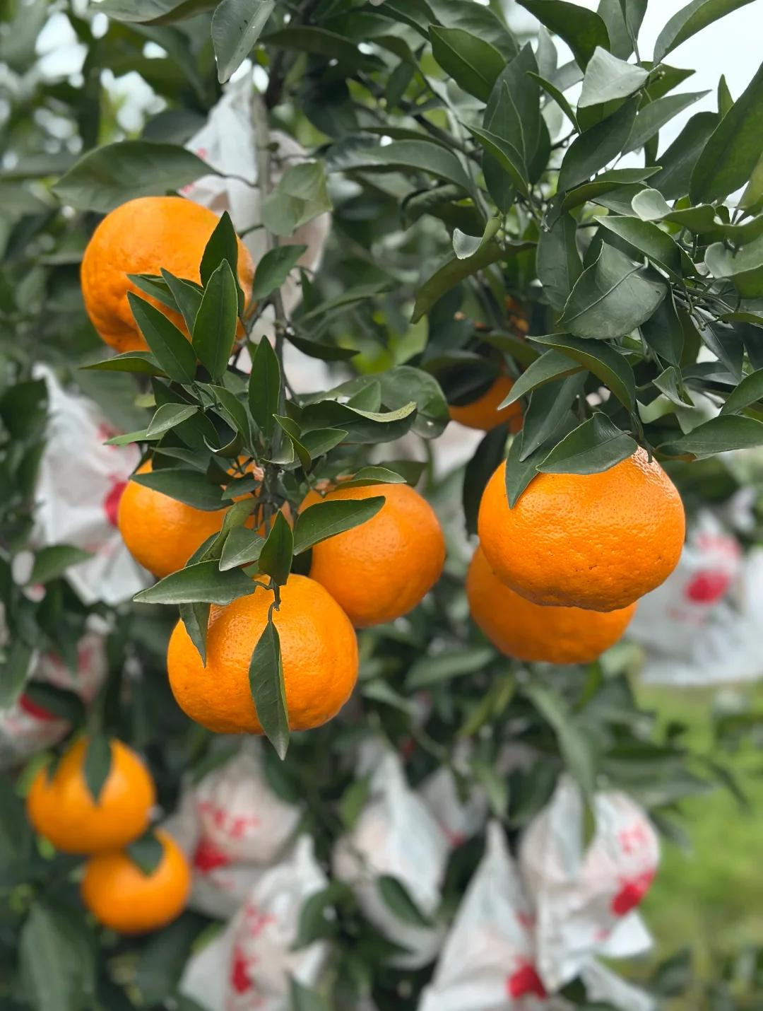 乔先生品牌货源四川眉山爱媛，春见，耙耙柑产地一手水果货源