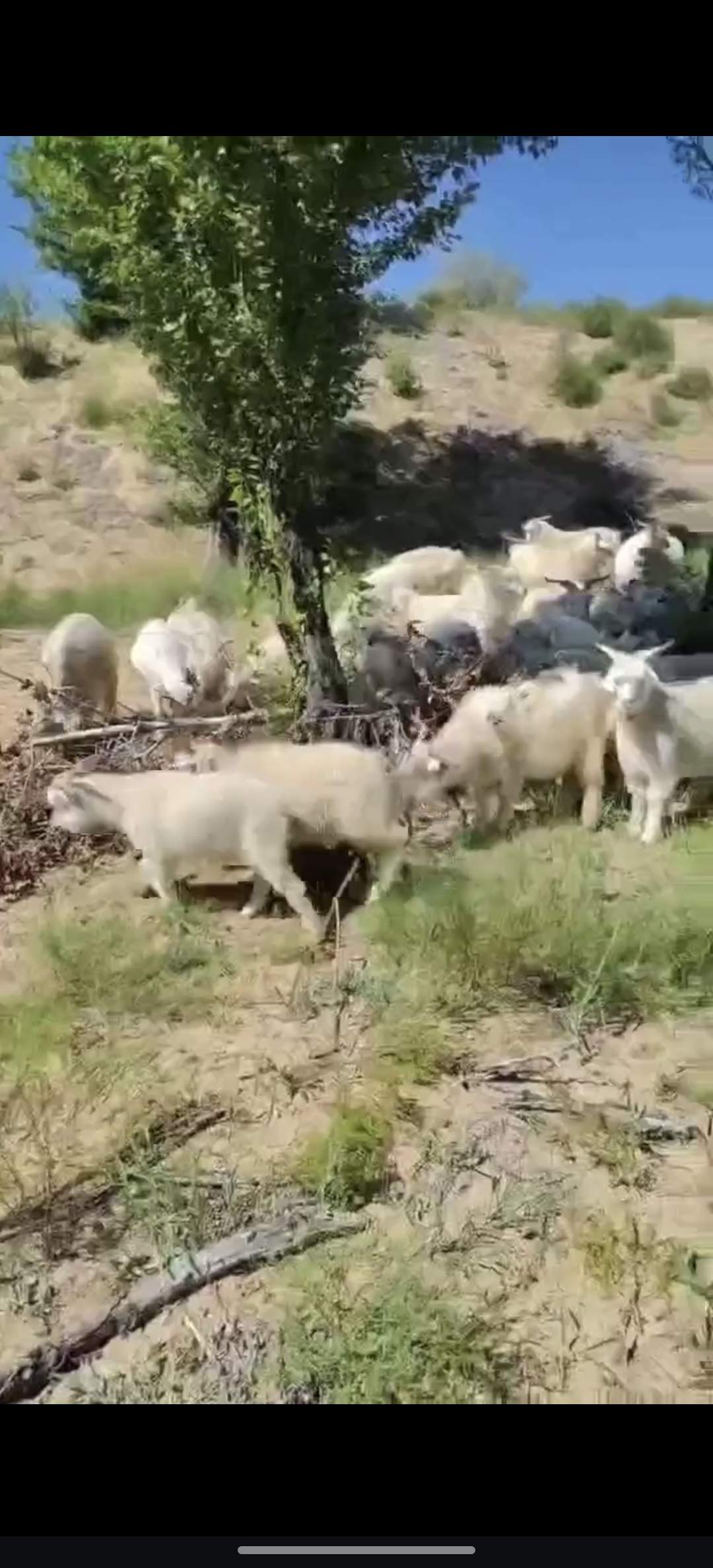 李先生正宗内蒙古跑山羊