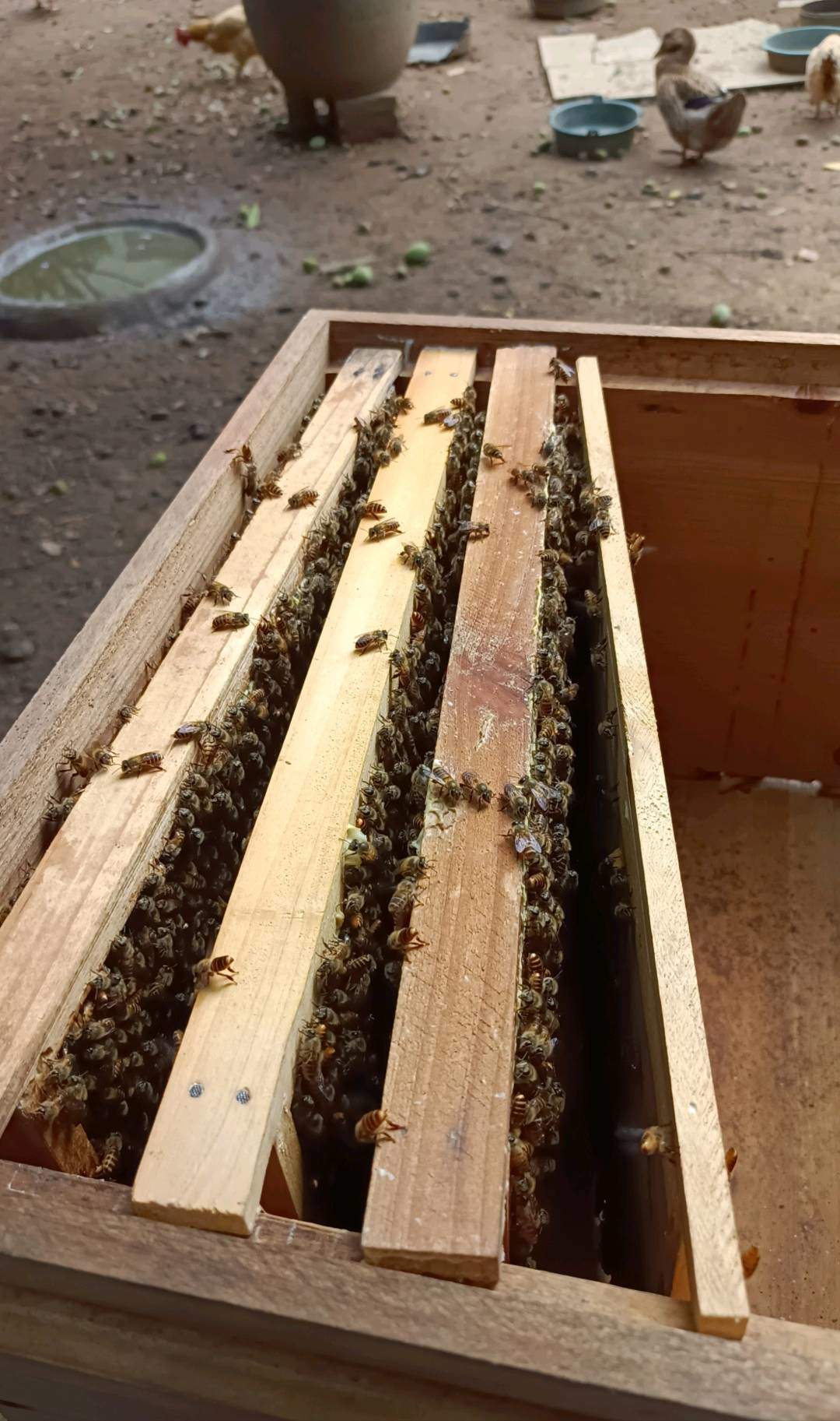 吴先生品牌货源