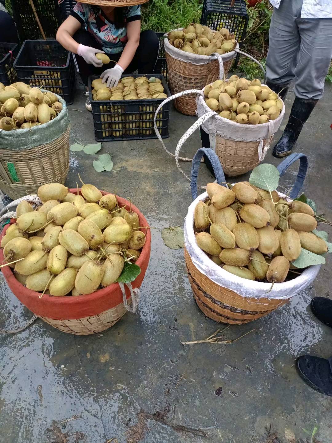 田先生品牌货源