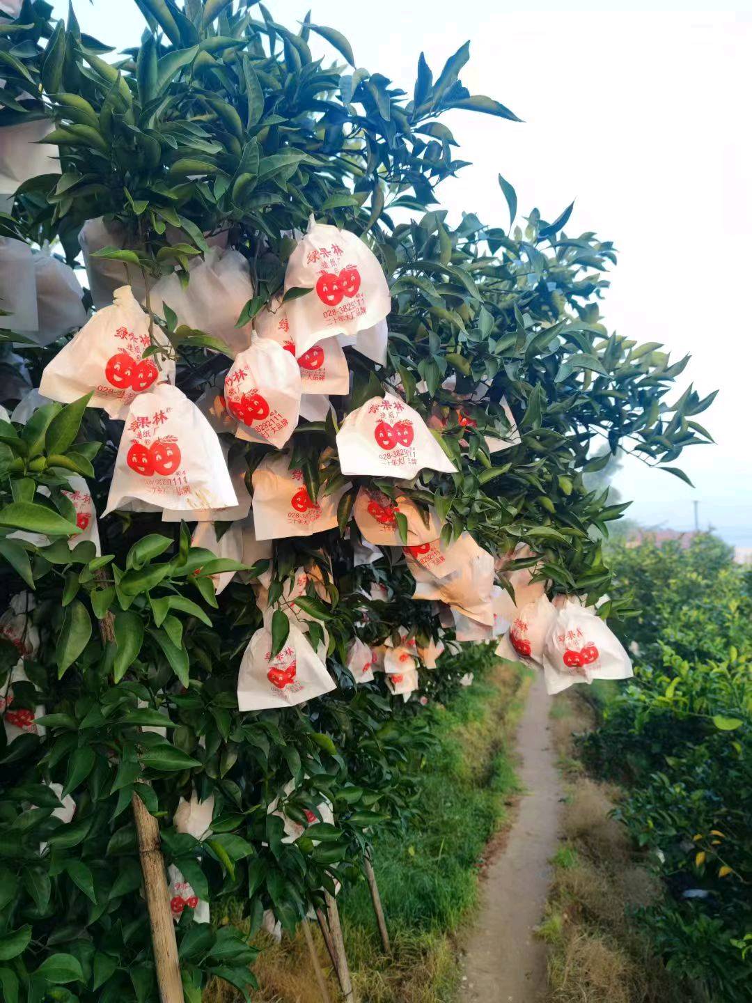 苏先生品牌货源原产地当季柑橘出售，耙耙柑 爱媛 丑柑不知火