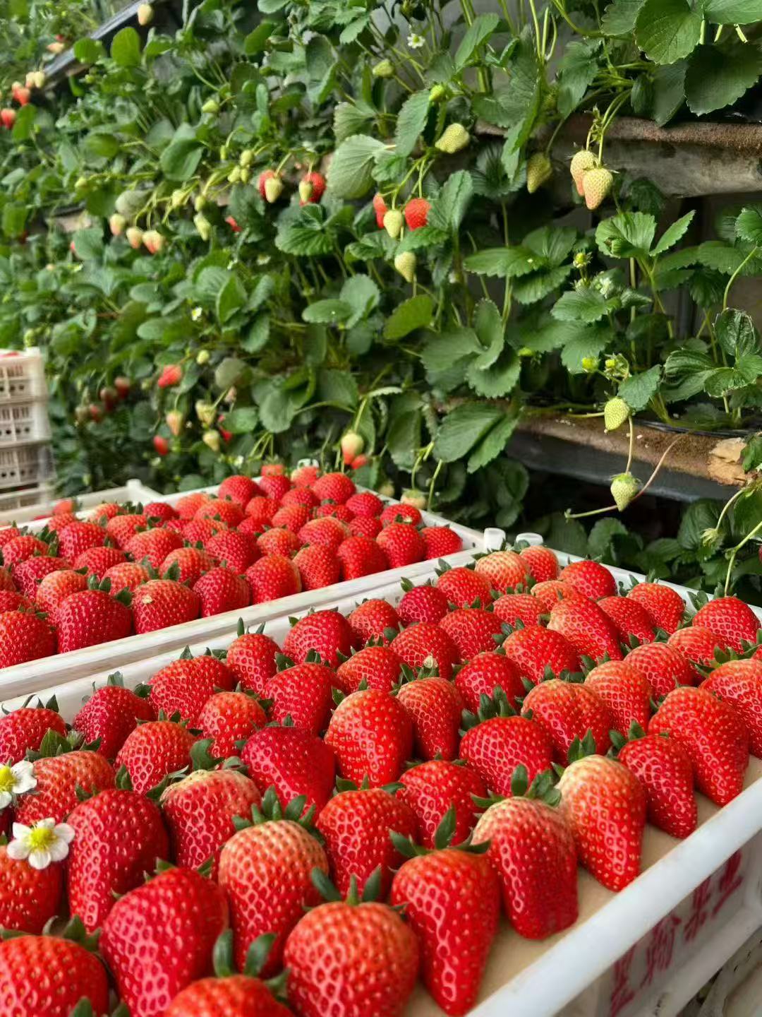 李长城品牌货源辽宁丹东东港九九草莓一件代发