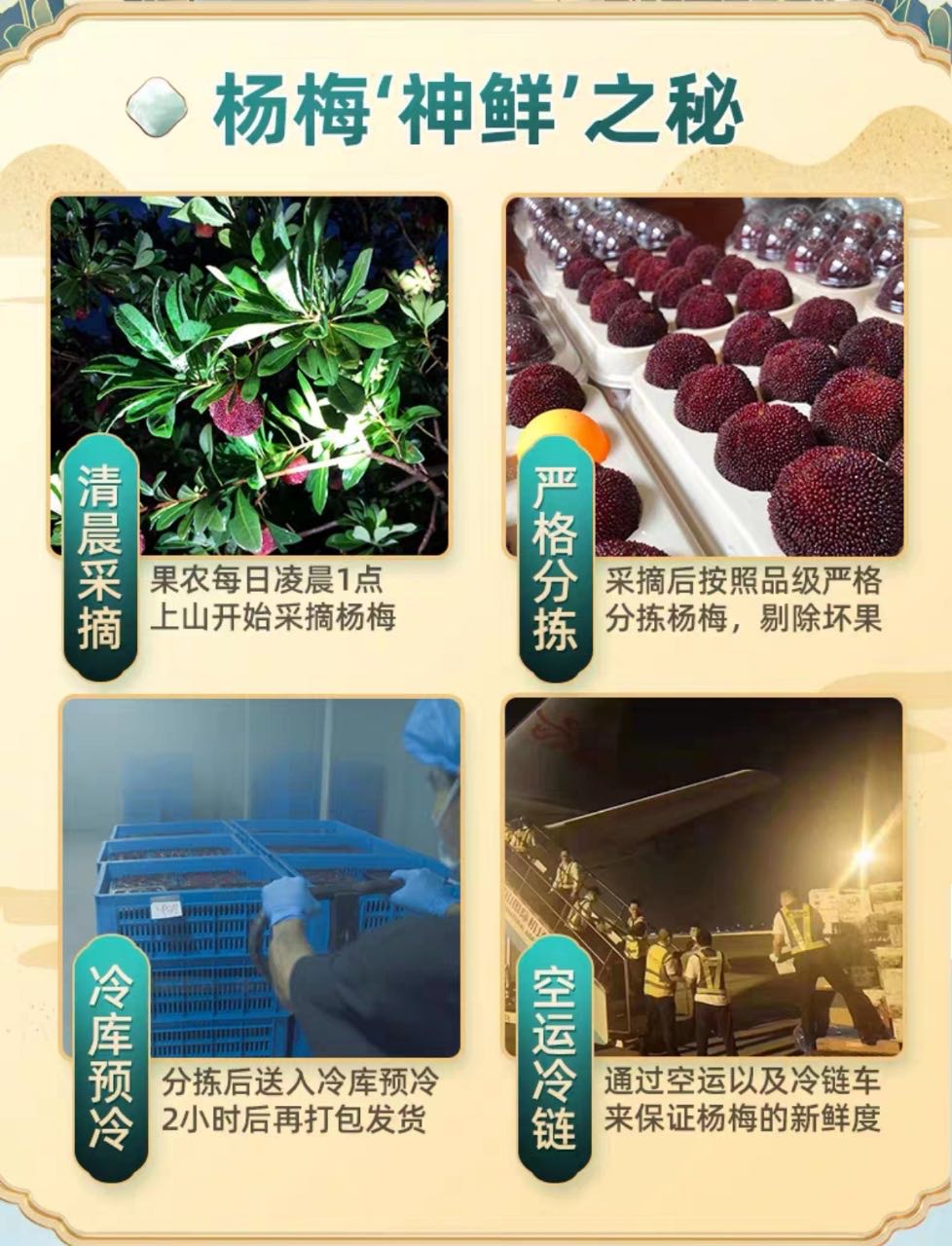 王露露仙居东魁杨梅招代理团长，一件代发