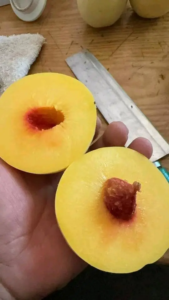 鞠先生品牌货源锦绣黄桃现货10万➕直发