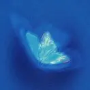 赵诗曼