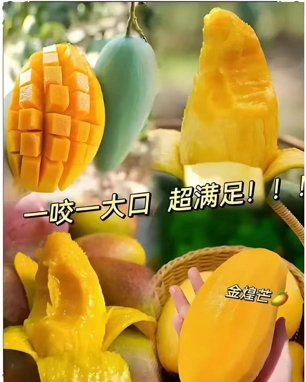 黄晋鹏品牌货源百色田东芒果现摘现发！饱满多汁，香甜浓郁，一口咬出热带阳光味
