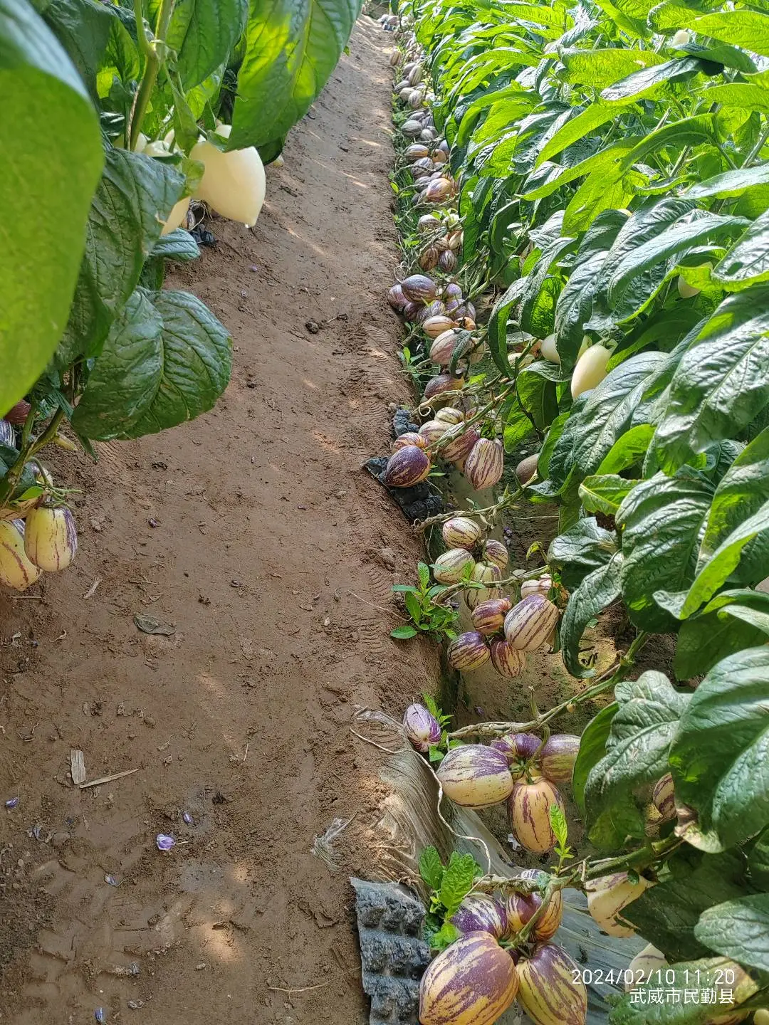 朱绪友品牌货源