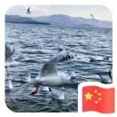 杜先生