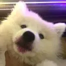 雷杰舜