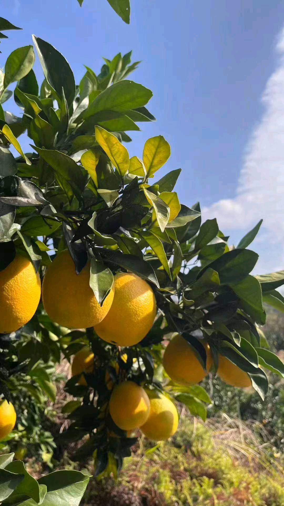 王先生现采现发！赣南脐橙诚招合作伙伴，一件代发+批量集采，零门槛，无囤货