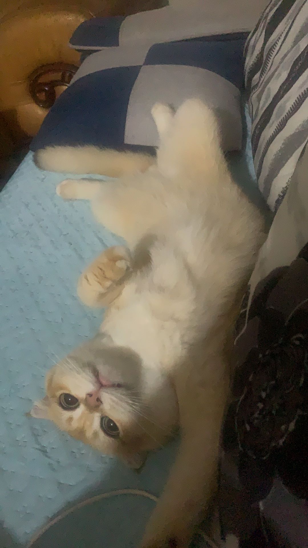 李先生其他供需手机看广告赚米，免费教学，全程帮扶