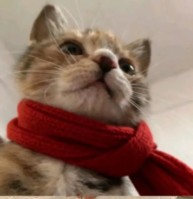 吴锦悦